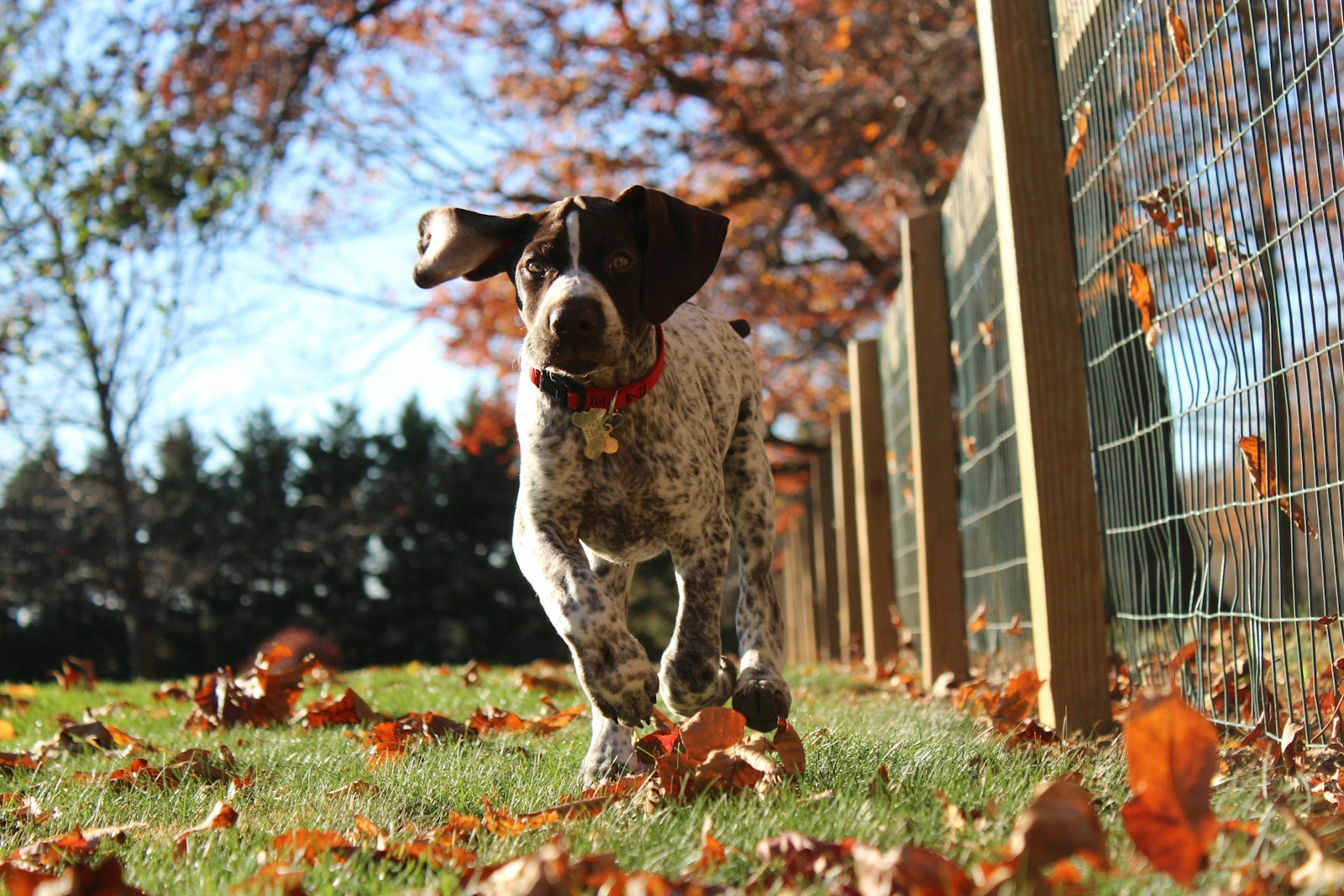 dog running beside a fence